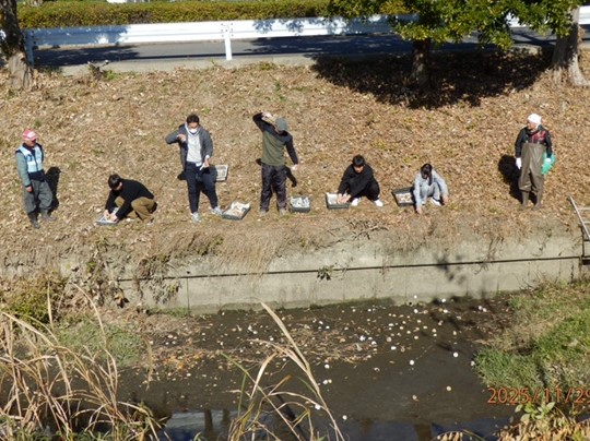 IMG_1908　ヘドロへ発酵乾燥米ぬかダンゴを投入